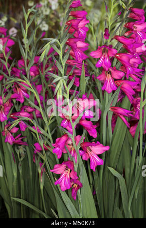 Ein Büschel von bunten Byzantinus (Gladiolus Communis) wachsen in einem staudenbeet Stockfoto