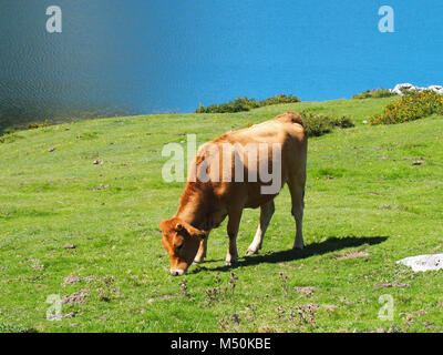 Blick auf die Kuh auf der Weide bei Covadonga Seen in Picos de Europa, Asturien - Spanien Stockfoto