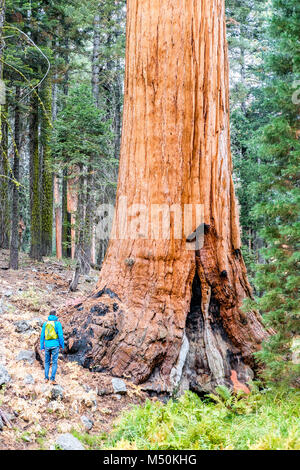 Tourist mit Rucksack wandern im Sequoia Nationalpark Stockfoto