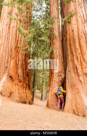 Tourist mit Rucksack wandern im Sequoia Nationalpark Stockfoto