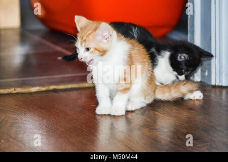 Eine schwarz-weiße Katze und einem Ingwer & Weiß spielen zusammen Stockfoto