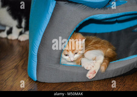 Ein Ingwer und weiße Katze zusammengerollt in einem cat House Stockfoto