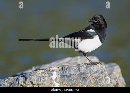 Schwarz-billed Magpie/amerikanischen Magpie Stockfoto