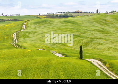 Rolling landwirtschaftliche Landschaft mit einem Feldweg über die Felder Stockfoto