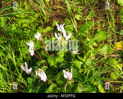 Cyclamen Cyprium wild wachsen auf der Insel Zypern Stockfoto