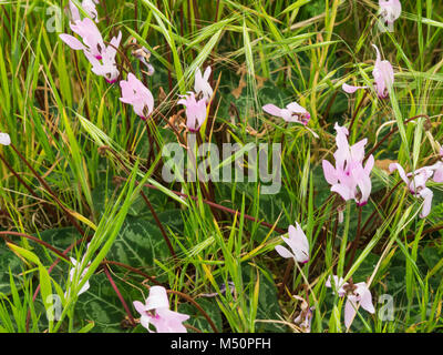 Cyclamen Cyprium wild wachsen auf der Insel Zypern Stockfoto