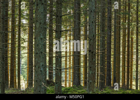 Nadelwald mit Sonnenlicht scheint durch die Bäume Stockfoto