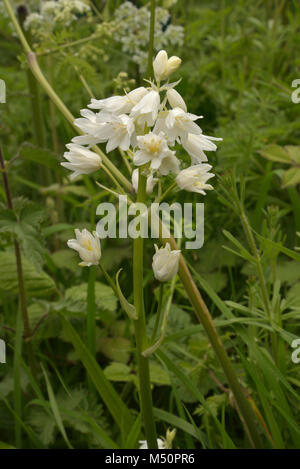 Weiße Form der Spanischen Bluebell, Hyacinthoides Hispanica Stockfoto