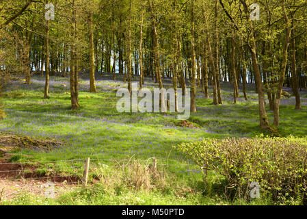 Bluebell, Hyacinthoides non-scripta im Wald Stockfoto