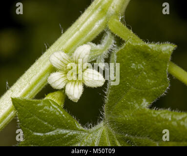 Red bryony Bryonia dioica Stockfoto