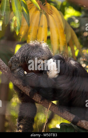 Männliche White-faced Saki Pithecia pithecia Stockfoto