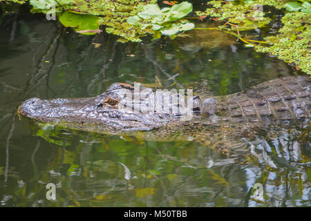 Eine amerikanische Alligator (Alligator mississippiensis) in Largo, Florida Stockfoto