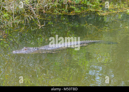 Eine amerikanische Alligator (Alligator mississippiensis) in Largo, Florida Stockfoto