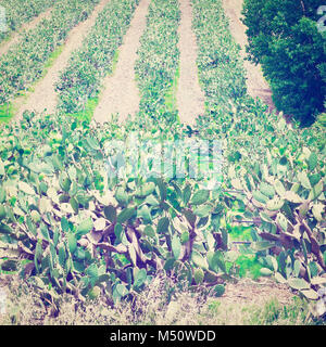 Stachelige Birne Stockfoto