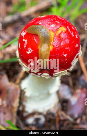 Schnecke kriecht auf einen fliegenpilz im Wald Stockfoto