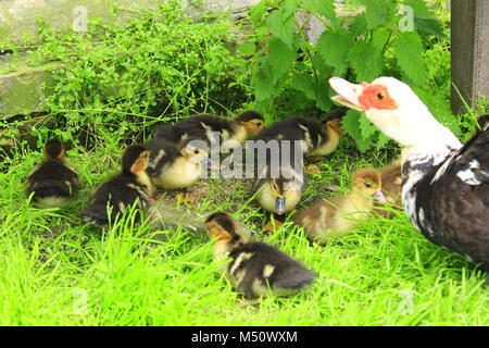 Muscovy duck Henne mit amüsanten Entenküken auf dem grünen Rasen Stockfoto