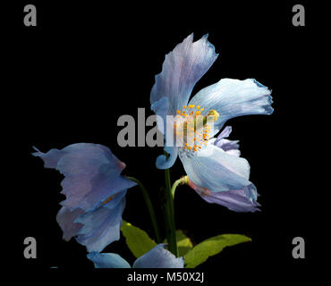 Himalayan Blue Poppy Stockfoto