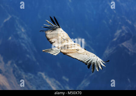 Condor Stockfoto