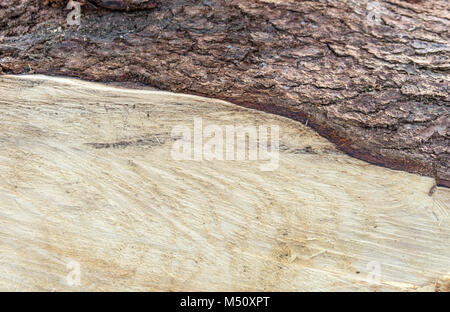 Detail aus einem Stück Holz mit hellem Holz und dunklen Rinde Stockfoto