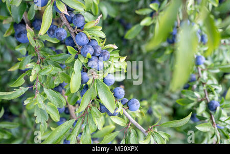 Blackthorn Strauch mit reifen Früchten Stockfoto