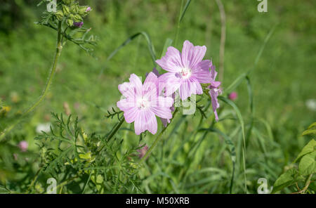 Eine rosa blühende Wilde Malve im Sommer auf einer Wiese Stockfoto