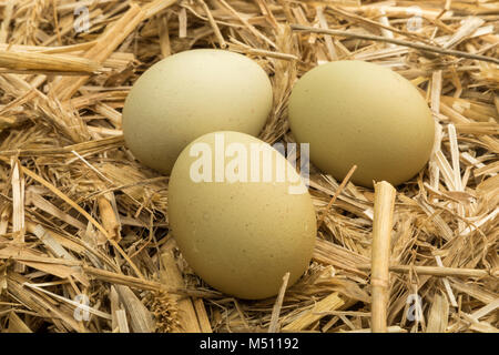 Grüne Eier aus Araucana Huhn züchten auf Stroh im Hühnerstall Stockfoto