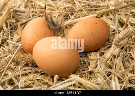 Braune Eier im Stroh im Hühnerstall Stockfoto