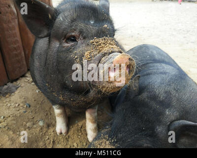 Zwei schwarze Schweine Stockfoto