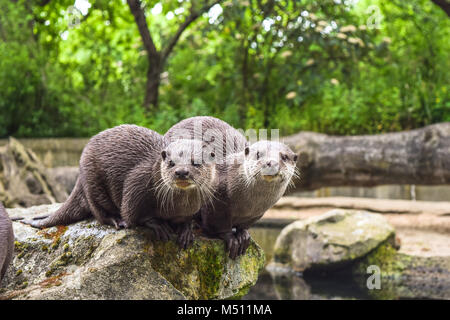 Zwei braune Otter sitzen auf einem Felsen in die Kamera schaut Stockfoto