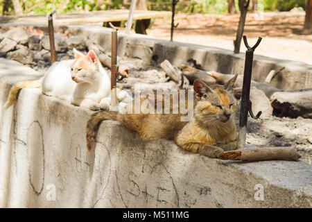 Katzen liegen auf einer Wand in einem mediterranen Park, Plaka Wald, Kos, Griechenland Stockfoto