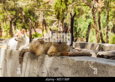 Katzen liegen auf einer Wand in einem mediterranen Park, Plaka Wald, Kos, Griechenland Stockfoto