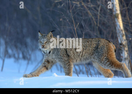 Ein erwachsener Kanada Lynx jagt für Schneeschuh Hasen in Superior National Forest im nördlichen Minnesota Stockfoto