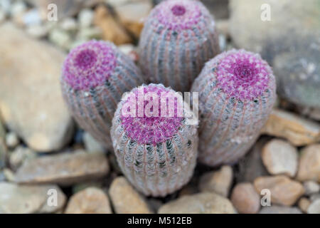 Arizona Rainbow Kaktus, regnbågskaktus Röd (Echinocereus rigidissimus var rubrispinus) Stockfoto