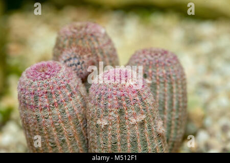 Arizona Rainbow Kaktus, regnbågskaktus Röd (Echinocereus rigidissimus var rubrispinus) Stockfoto