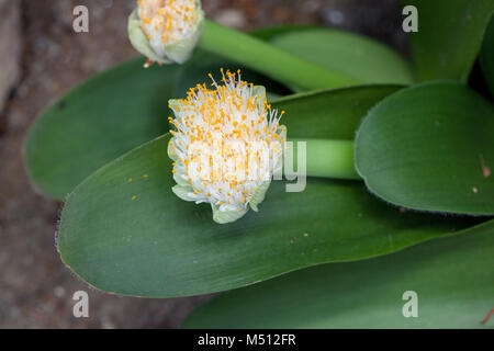 Pinsel, Elefanttunga (Haemanthus albiflos) Stockfoto