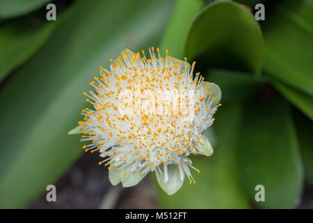 Pinsel, Elefanttunga (Haemanthus albiflos) Stockfoto