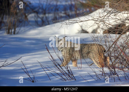Ein erwachsener Kanada Lynx jagt für Schneeschuh Hasen in Superior National Forest im nördlichen Minnesota Stockfoto