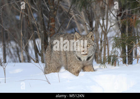 Ein erwachsener Kanada Lynx jagt für Schneeschuh Hasen in Superior National Forest im nördlichen Minnesota Stockfoto