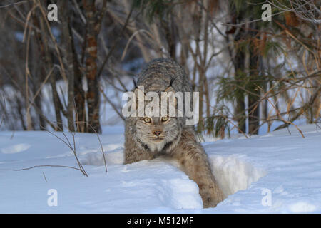 Ein erwachsener Kanada Lynx jagt für Schneeschuh Hasen in Superior National Forest im nördlichen Minnesota. Stockfoto