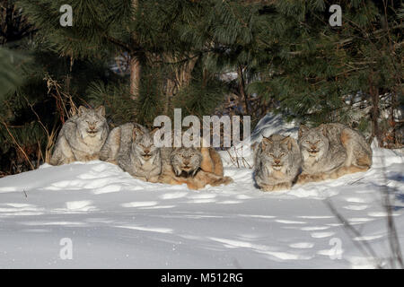 Eine Familie von fünf wilde Kanada Lynx, bestehend aus einem erwachsenen Weibchen (Mitte) und vier Kätzchen dösen und Pflege in der Sonne auf einer sub-zero Morgen in Bol Stockfoto