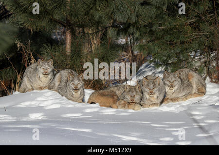 Eine Familie von fünf wilde Kanada Lynx, bestehend aus einem erwachsenen Weibchen (Mitte) und vier Kätzchen dösen und Pflege in der Sonne auf einer sub-zero Morgen in Bol Stockfoto