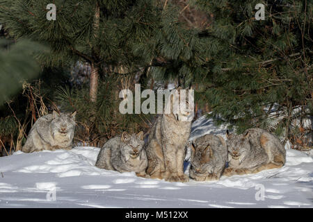 Eine Familie von fünf wilde Kanada Lynx, bestehend aus einem erwachsenen Weibchen (Mitte) und vier Kätzchen dösen und Pflege in der Sonne auf einer sub-zero Morgen in Bol Stockfoto