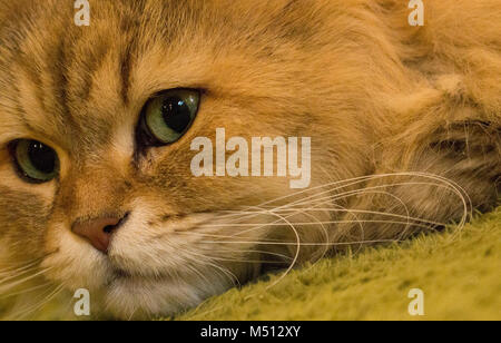 Eine schöne Langhaar Katze mit Jade grünen Augen Stockfoto