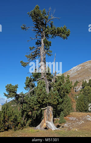 Hohen Pinien, Zirbe, Österreichische Zirbenholz Stockfoto