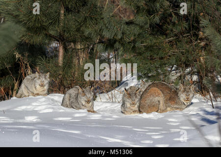 Eine Familie von fünf wilde Kanada Lynx, bestehend aus einem erwachsenen Weibchen (Mitte) und vier Kätzchen dösen und Pflege in der Sonne auf einer sub-zero Morgen in Bol Stockfoto