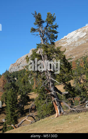 Hohen Pinien, Zirbe, Österreichische Zirbenholz Stockfoto