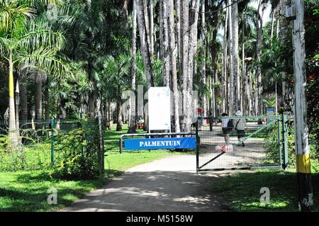 Palmentuin Paramaribo Suriname Stockfoto