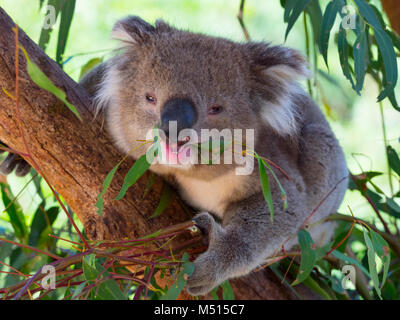 Der Koala Phascolarctos cinereus oder ungenau Koalabär Blätter essen Stockfoto