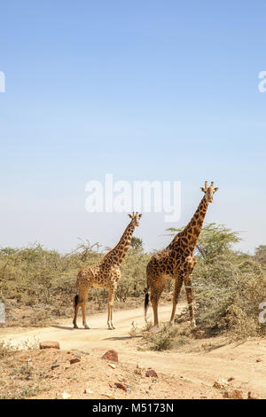 Zwei Giraffen auf einem Feldweg in der afrikanischen Savanne Stockfoto