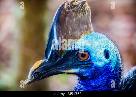 Cassowary Profil Stockfoto